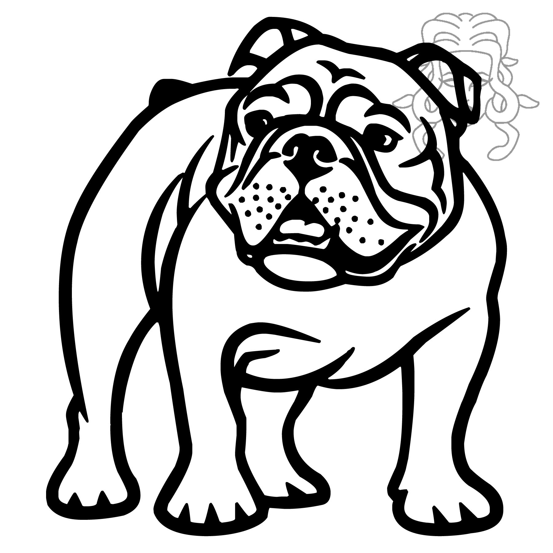 Anglický buldog 1