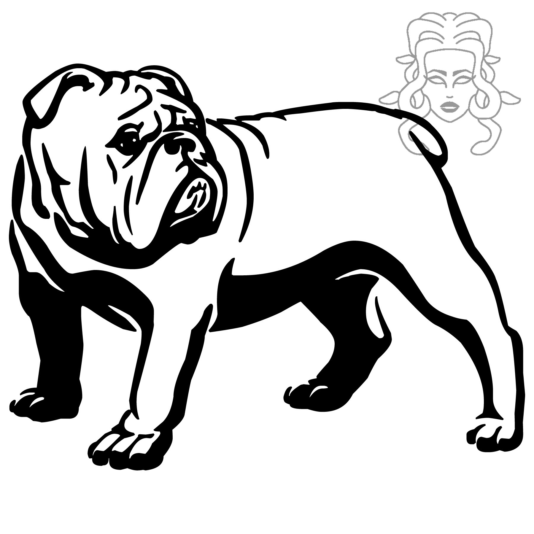 Anglický buldog 2
