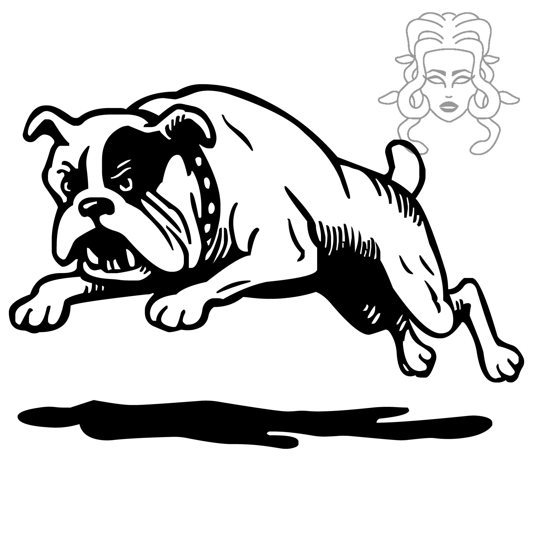 Anglický buldog 4