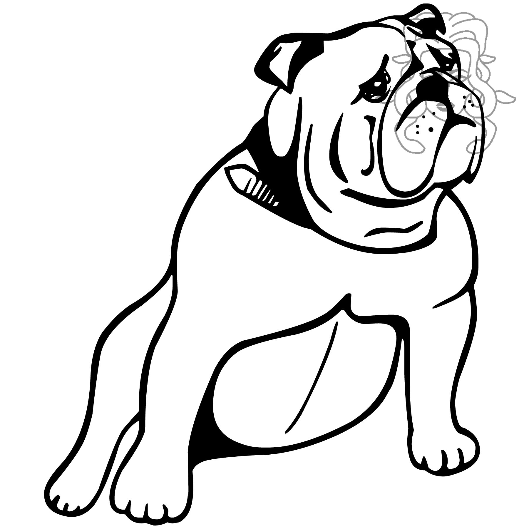 Anglický buldog 5