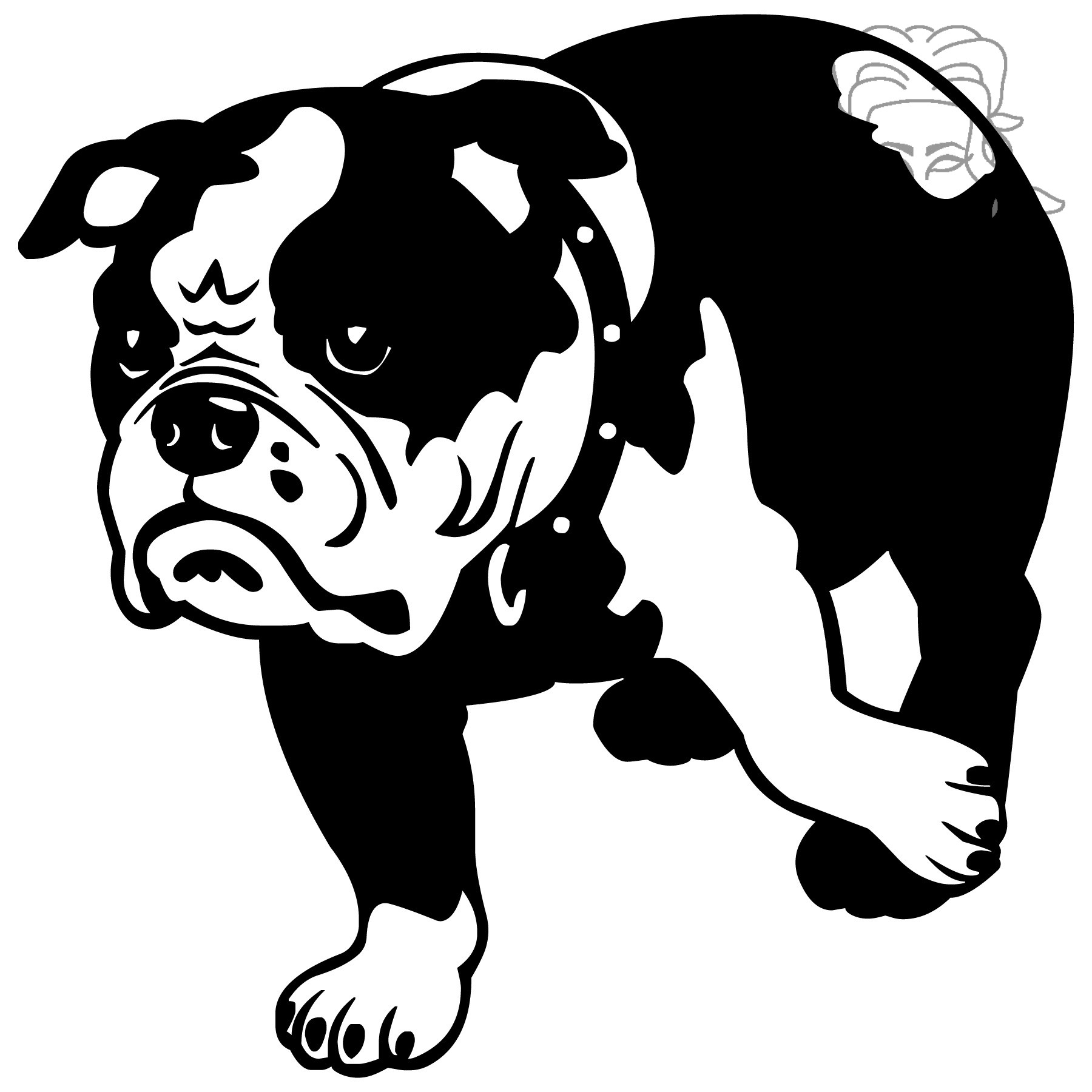 Anglický buldog 6