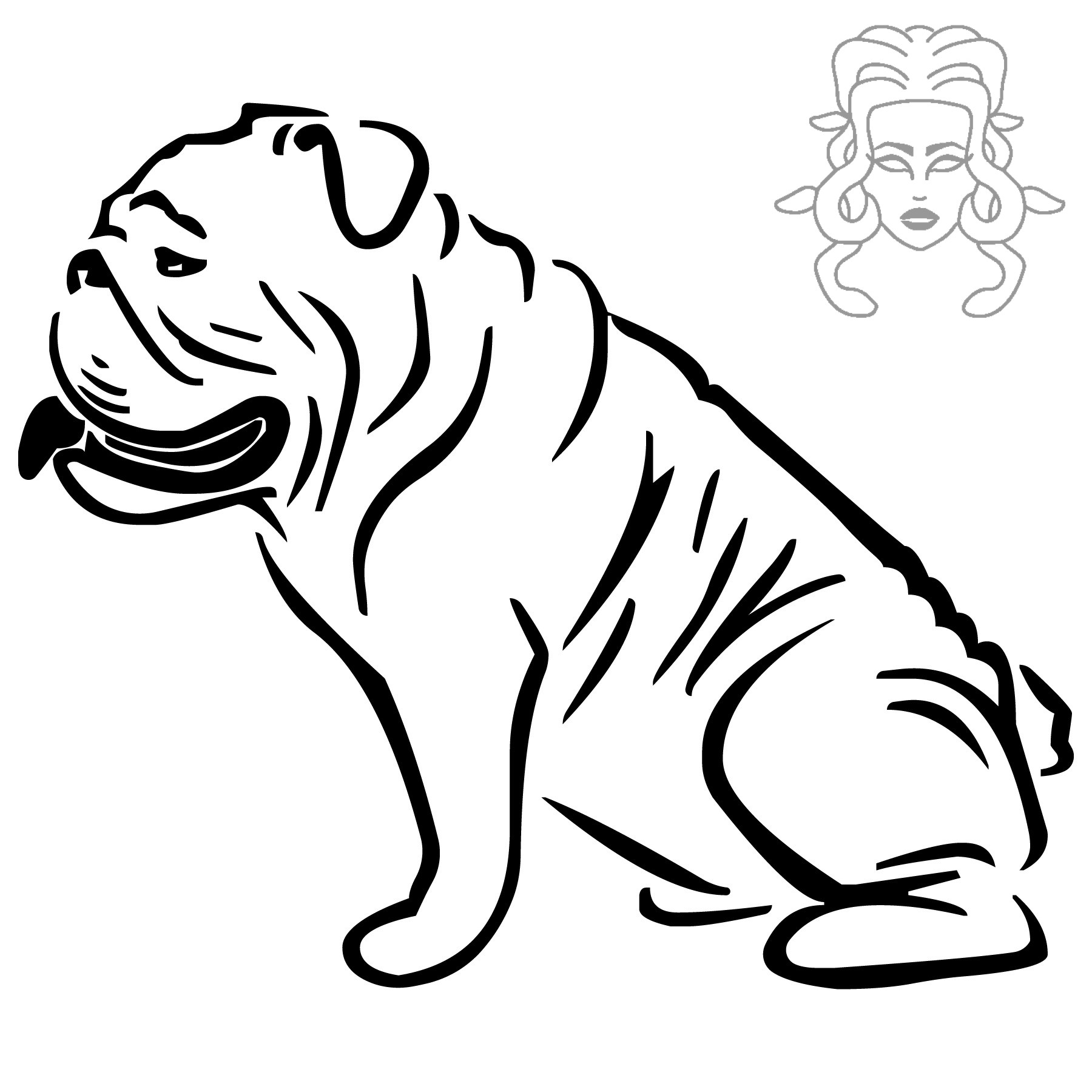 Anglický buldog 7