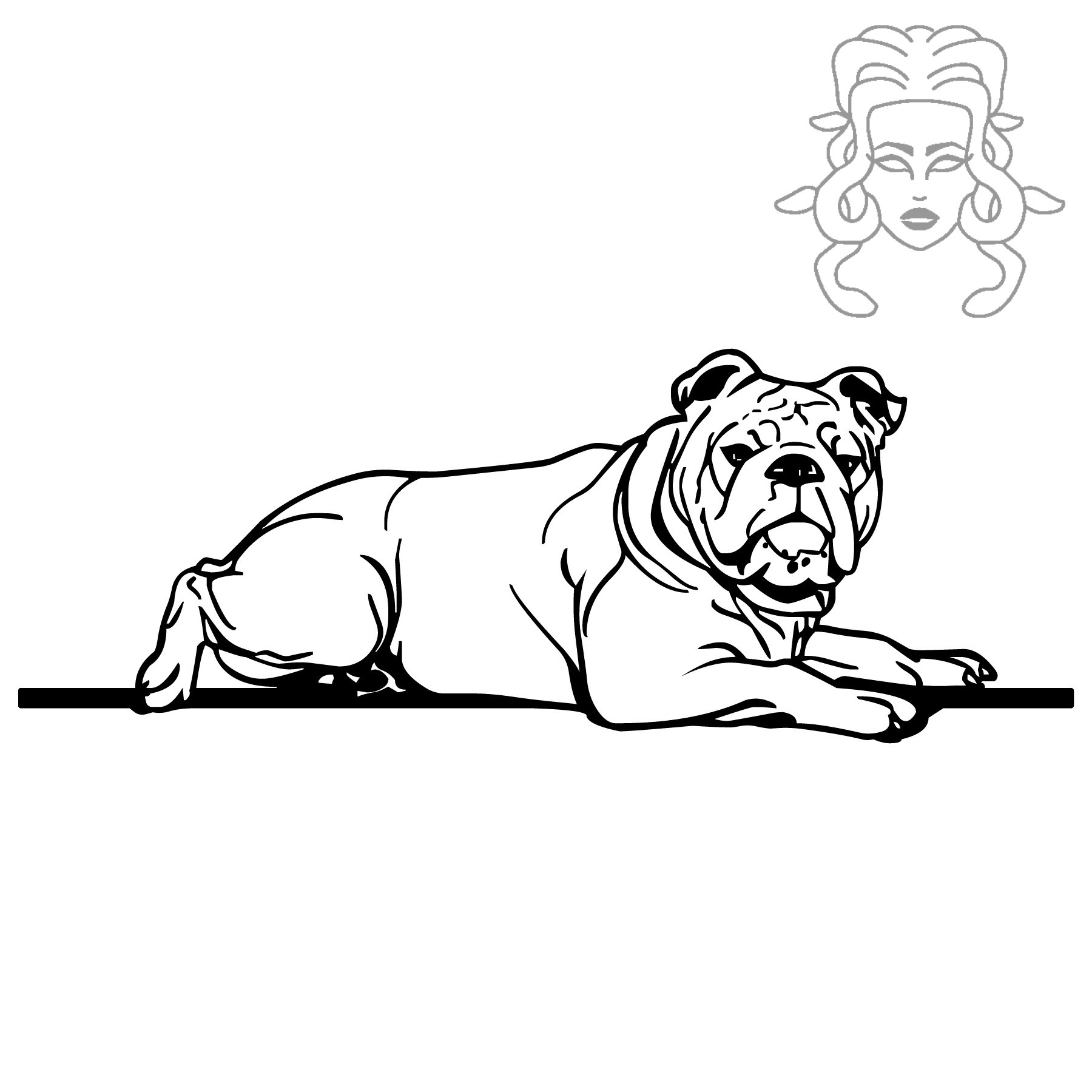 Anglický buldog 8