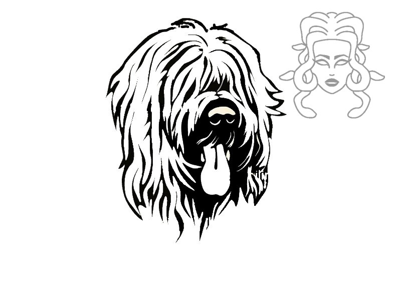 Briard