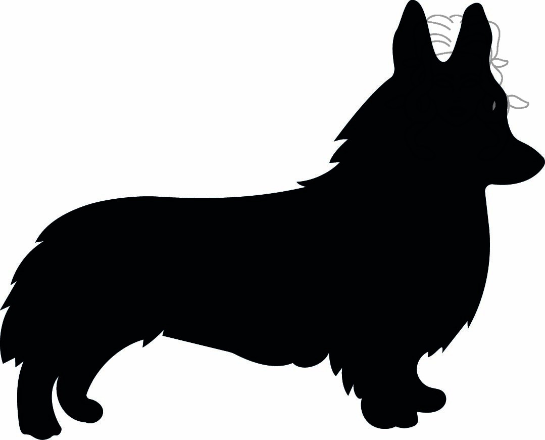 corgi