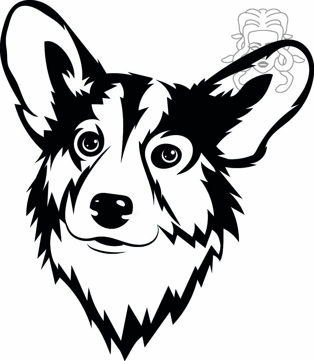 corgi