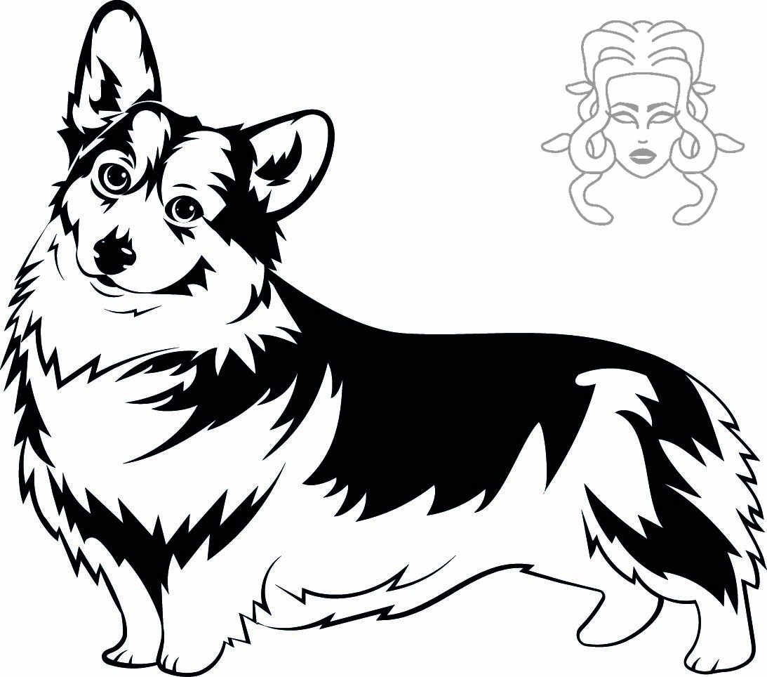 corgi