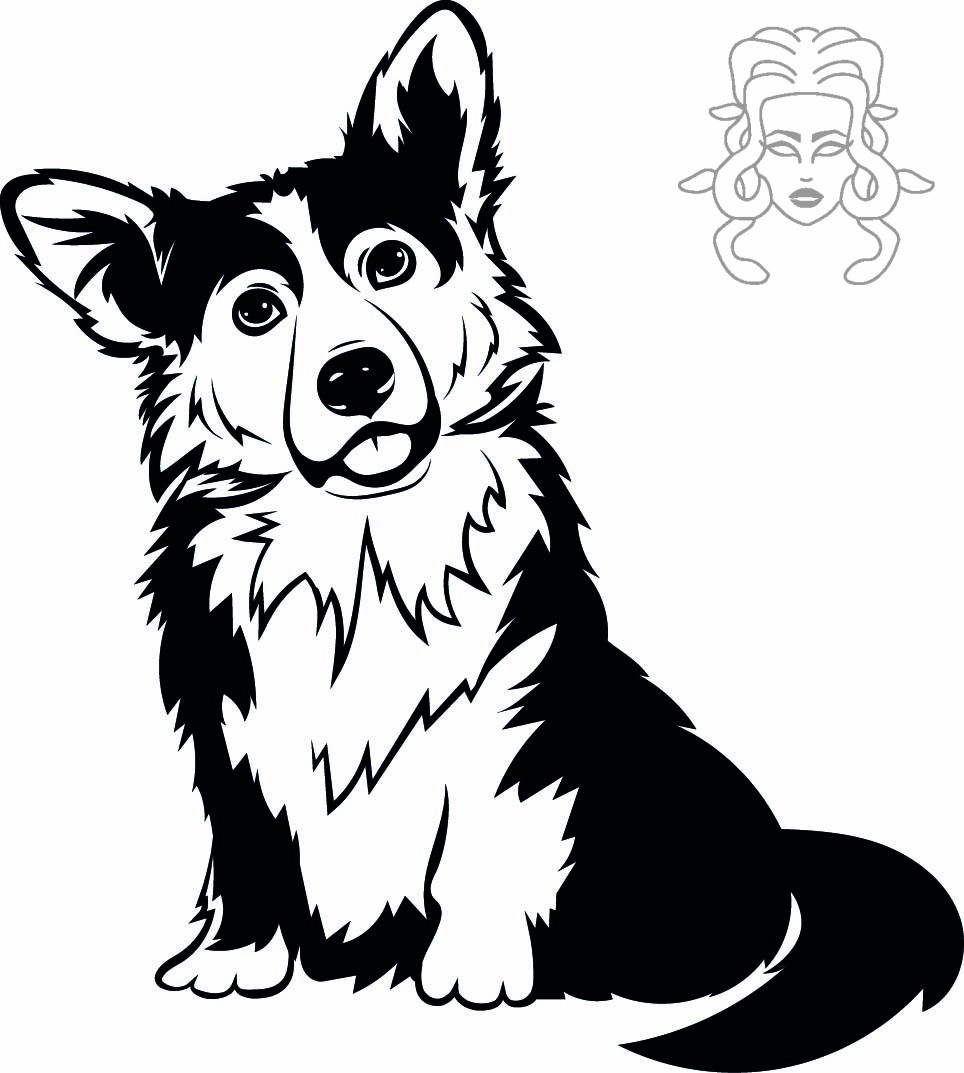corgi