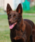 Australská kelpie