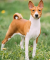 Basenji