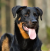 Beauceron