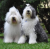 Bobtail
