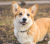 Corgi