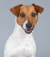 Jack Russell teriér