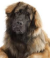 Leonberger