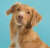 Nova scotia duck toling retriver