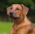 Rhodéský ridgeback