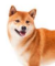 Shiba inu