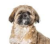 Shih-tzu