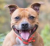 Stafbull