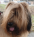 Briard