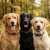 Flat/Labrador/Retríver
