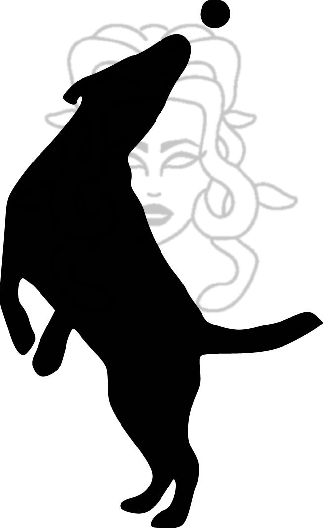 Flat/Labrador/Retríver 03