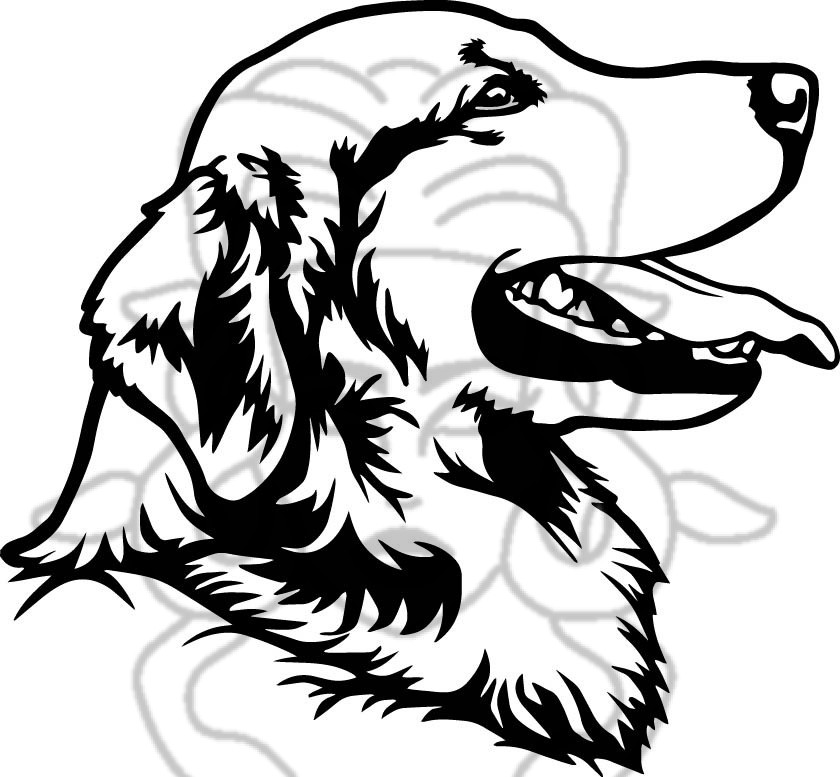 Flat/Labrador/Retríver 01
