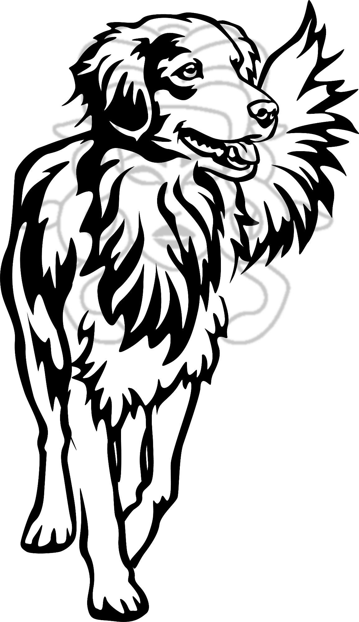 Nova scotia duck toling retriver