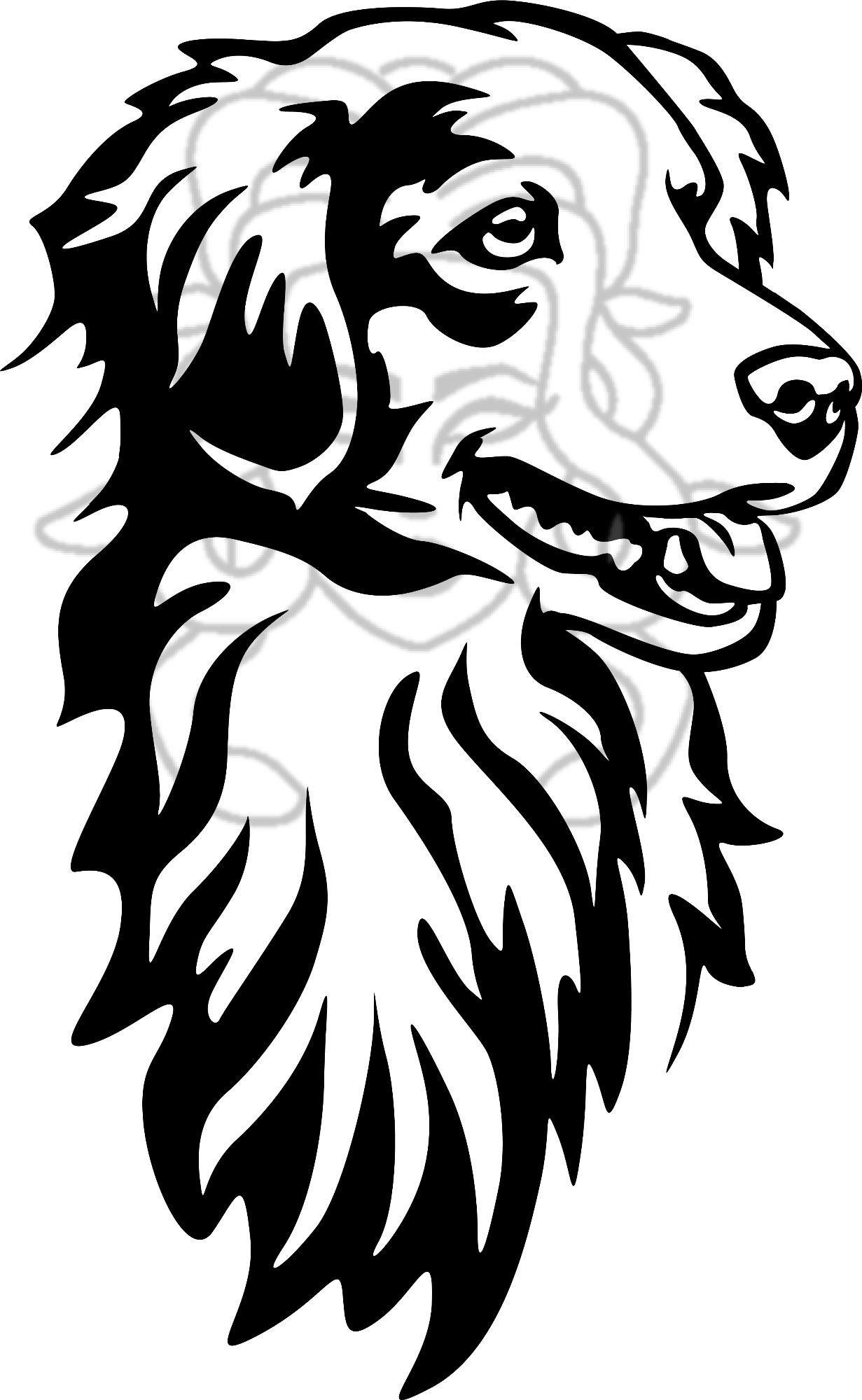 Nova scotia duck toling retriver